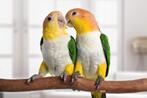 Tamme baby Roestkopcaique 4-5:weken oud, Dieren en Toebehoren, Vogels | Parkieten en Papegaaien, Meerdere dieren, Papegaai, Geringd