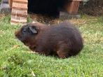 Caviabeertje 3 jaar, Dieren en Toebehoren, Knaagdieren, Februari, Mannelijk, Cavia