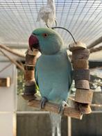 Parkieten, volière + vogels, stopzetting, Meerdere dieren, Parkiet, Tam