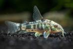 Corydoras Paleatus - Locatie Heerlen NL, Vis, Zoetwatervis, Schoolvis