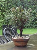 Bonsai Westerse levensboom [ Thuja plicata Whipcord ], Tuin en Terras, Ophalen of Verzenden