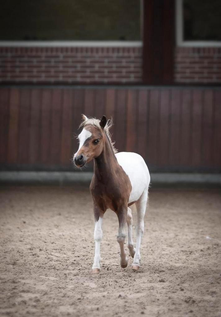 Prachtig getekend minipaardje! Super voor kinderen, Dieren en Toebehoren, Pony's, Hengst, Niet van toepassing, 0 tot 2 jaar, Met stamboom