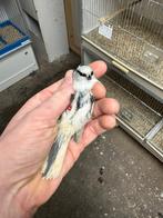 Azuurmees koppel, Dieren en Toebehoren, Vogels | Parkieten en Papegaaien