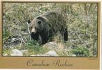 GRIZZLY  BEER, Verzamelen, Postkaarten | Dieren, Verzenden, 1980 tot heden, Gelopen, Wild dier