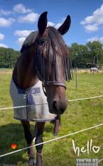 Weidemaatje, Dieren en Toebehoren, Gechipt, Ruin, Niet van toepassing, Dressuurpaard