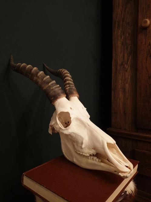 Complete Blesbok schedel met onderkaak! Nieuw/echt, Verzamelen, Dierenverzamelingen, Nieuw, Schedel, Wild dier, Ophalen of Verzenden