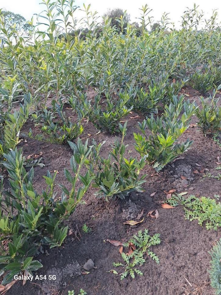 Prunus laurocerasus otto luyken, laurier, Tuin en Terras, Planten | Struiken en Hagen, Laurier, Ophalen of Verzenden