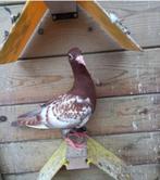 Choco Meulemans postduiven, Dieren en Toebehoren, Meerdere dieren, Postduif