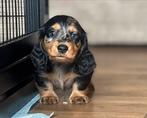 Langhaar dwerg kaninchen teckel pups,in huis grootgebracht !, Dieren en Toebehoren, Honden | Teckels en Dashonden, België, Fokker | Hobbymatig