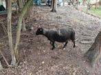Schapen, ooien te koop, Dieren en Toebehoren