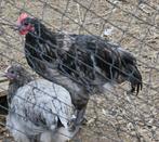 Australorp hanen, Dieren en Toebehoren, Pluimvee