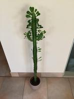 Euphorbia trigona, Huis en Inrichting, Ophalen