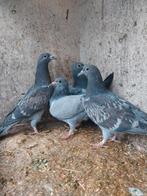 Gezocht alle duiven, Dieren en Toebehoren, Vogels | Duiven