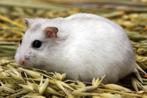 Russische dwerghamsters, Dieren en Toebehoren, Knaagdieren, Meerdere dieren, Hamster, Tam
