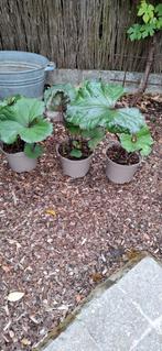 Ligularia Dentata, Acanthus vaste plant, 1€/pot, Ophalen, Vaste plant