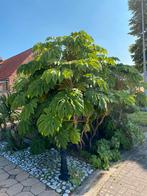 Exotische plant  met groot blad, Ophalen, Vaste plant, Overige soorten