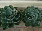 Vetplanten, Tuin en Terras, Planten | Tuinplanten, Overige soorten, Volle zon, Vaste plant, Ophalen of Verzenden