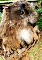 Taxidermie, opgezette Europese oehoe, Dieren en Toebehoren, Vogels | Overige Vogels