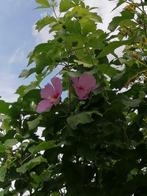 hibiscus, Ophalen, Zomer, Vaste plant, Volle zon