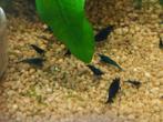 Jongen Blue Dream garnalen high grade, Dieren en Toebehoren, Kreeft, Krab of Garnaal, Zoetwatervis