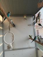 Jonge grasparkieten /blauw/groene/wit/grijze, Dieren en Toebehoren, Vogels | Parkieten en Papegaaien