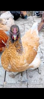 Kippen, Femelle, Poule ou poulet