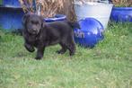 Labrador puppy teefje, zwart, Dieren en Toebehoren, België, CDV (hondenziekte), 8 tot 15 weken, Teef