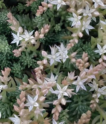 48 Sedum hispanicum, orpin espagnol p 9, Plein soleil, Enlèvement, Plante fixe, Été