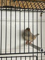 Pastel split orb zwb zebravink man, Dieren en Toebehoren, Mannelijk, Tropenvogel, Geringd