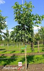 OKKERNOTELAARS (VUISTNOTEN) ACTIE !!! HALFSTAM 15€/STUK !!!, Tuin en Terras, Planten | Tuinplanten, Ophalen, Volle zon, Vaste plant