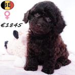 Dwergpoedel (Choco & Sable) pups te koop - Belgisch, Dieren en Toebehoren, Poedel, België, Handelaar, CDV (hondenziekte)