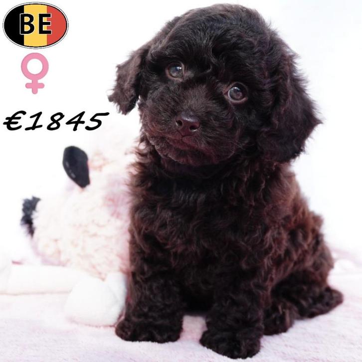 Dwergpoedel (Choco & Sable) pups te koop - Belgisch, Dieren en Toebehoren, Honden | Chihuahua's en Gezelschapshonden, Meerdere dieren
