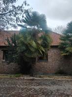 3 grote palmbomen te koop, Tuin en Terras, Ophalen