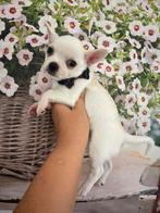 Prachtig chihuahua reutje en teefje, Animaux & Accessoires, Chiens | Chihuahuas & Chiens de compagnie, Belgique, 8 à 15 semaines