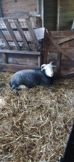 schapen, Meerdere dieren, Schaap, 0 tot 2 jaar