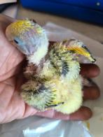 Handopfok dwergpapegaai agapornis roseicollis, Dieren en Toebehoren