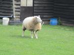 animaux, Animaux & Accessoires, Mâle, Mouton, 0 à 2 ans