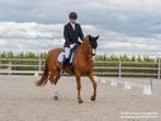 Halve stal aangeboden, Dieren en Toebehoren, Paarden