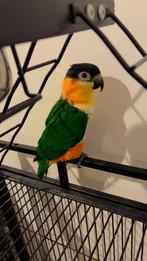Papegaai met zwarte dop, Dieren en Toebehoren, Vogels | Parkieten en Papegaaien, Mannelijk, Papegaai, Geringd