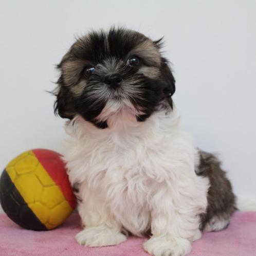 Lhasa Apso pups te koop (belgisch), Dieren en Toebehoren, Honden | Chihuahua's en Gezelschapshonden, Meerdere dieren, Overige rassen