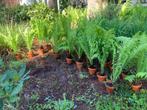 Varens in pot, Tuin en Terras, Planten | Tuinplanten, Ophalen, Varens