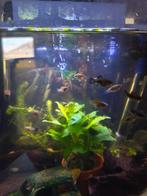 Platy jongen, Dieren en Toebehoren, Vissen | Aquariumvissen, Vis, Zoetwatervis