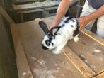 Konijn, Dieren en Toebehoren, Konijnen, Mannelijk, Groot, Hangoor, 3 tot 5 jaar