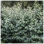 Elaeagnus ebbingei "Compacta", Tuin en Terras, Ophalen