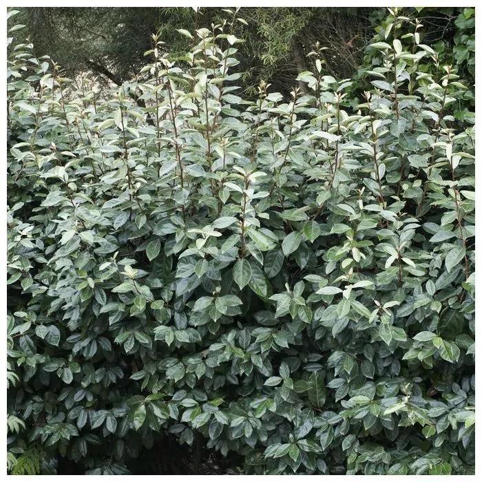 Elaeagnus ebbingei "Compacta", Tuin en Terras, Planten | Struiken en Hagen, Ophalen