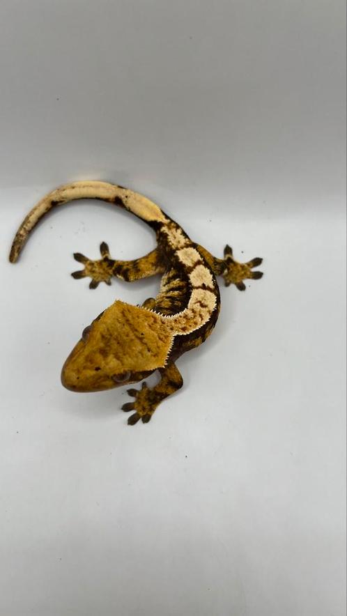 Wimpergecko, gecko a crete , crested gecko, Dieren en Toebehoren, Reptielen en Amfibieën