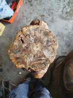 Souche fossilisée de Madagascar, Enlèvement