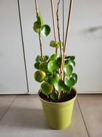 Plante à crêpes 70 cm dans un pot en pierre, Maison & Meubles, Plantes d'intérieur, En pot, Enlèvement