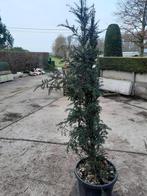 Taxus in pot 170 cm hoog, Enlèvement, En pot