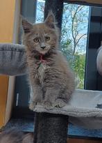 Maine Coon Kitten, Dieren en Toebehoren, Katten en Kittens | Raskatten | Langhaar, Poes, Gechipt, 0 tot 2 jaar